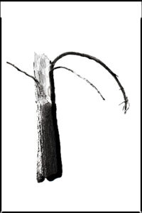 A burned tree with a branch extending to the right in an arm like fashion